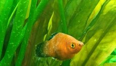 Moje pierwsze akwarium 105l, relacja, pytania, problemy