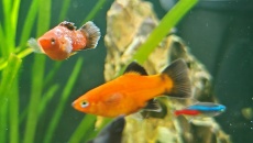Moje pierwsze akwarium 105l, relacja, pytania, problemy