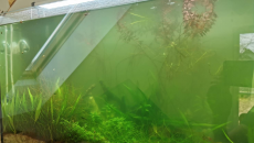 [Akwarium] Problem z mleczną wodą