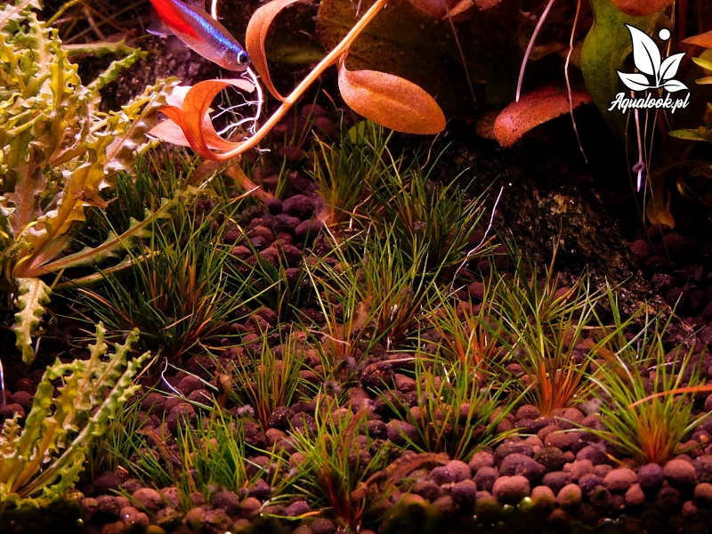 DSCN2990.JPG