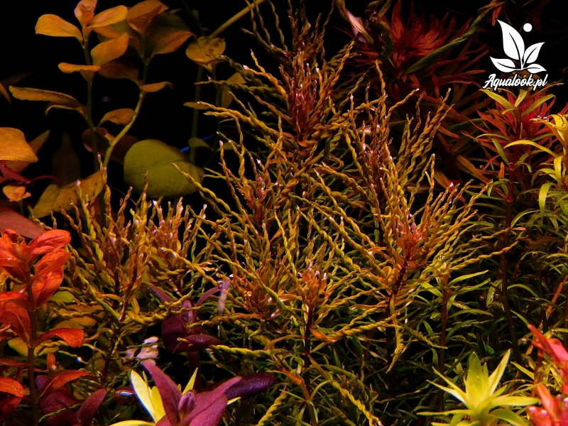 DSCN2985.JPG