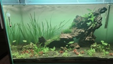 Pomoc z akwarium 140l