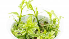 Hygrophila polysperma White