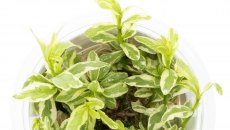 Hygrophila polysperma White