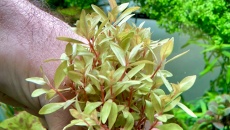 Nesea gold (Nesea złota)