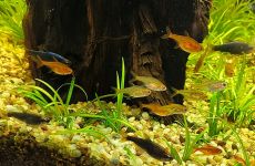 Hyphessobrycon Amandae (Bystrzyk Amandy)