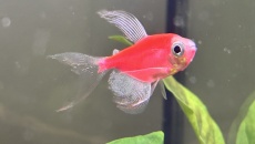 Tetra fluo kolor oddam w dobre ręce