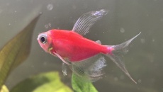 Tetra fluo kolor oddam w dobre ręce