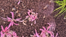 Hygrophila lancea Chai - czy komuś się przyjęła?