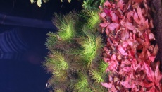 Akwarium 240l