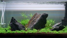 112 l - krewetkowy iwagum