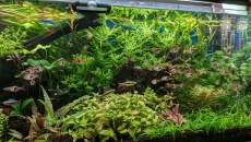 Akwarium Mid-Tech 240 l