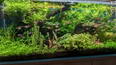 Akwarium Mid-Tech 240 l