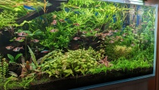 Akwarium Mid-Tech 240 l