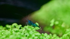 112 l - krewetkowy iwagum