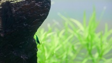 112 l - krewetkowy iwagum