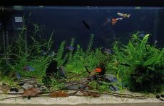 60L na piasku Flora z rzeki soła