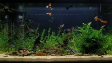 60L na piasku Flora z rzeki soła