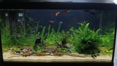 60L na piasku Flora z rzeki soła