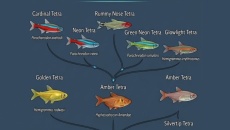 Odmiany Tetra