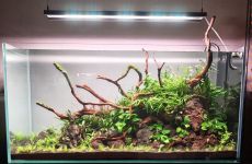 267l Verdant Volcano – Ryoboku
