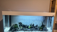 Tanganika 240l