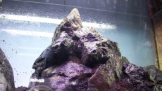 45l "Massive ragwork" - nazwa do wypracowania