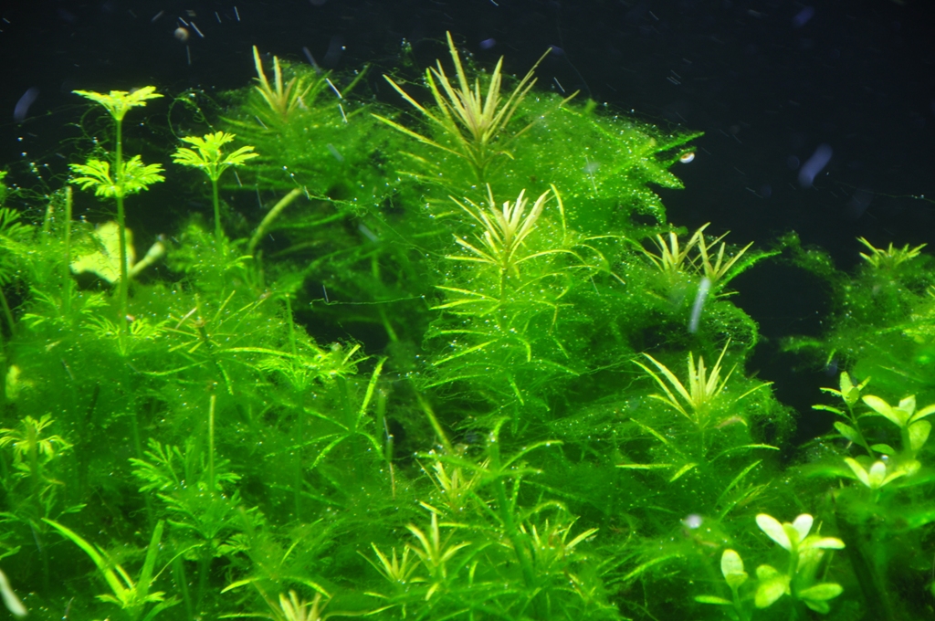 20.12.2010 022.jpg
