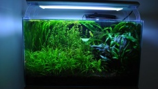63l - "Middle of the jungle" - Marcin Strabur