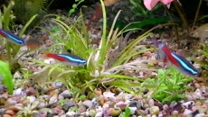 słabo rosnaca blyxa japonica
