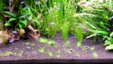 czy nawozic przy podłozu aqua pro soil