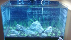 Iwagumi [40l]