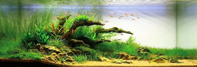 0025jpg820100forcewidth.jpg