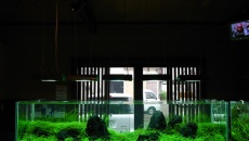42L - 90x21x23 Iwagumi