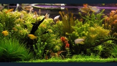 450l - Adam Lewicki