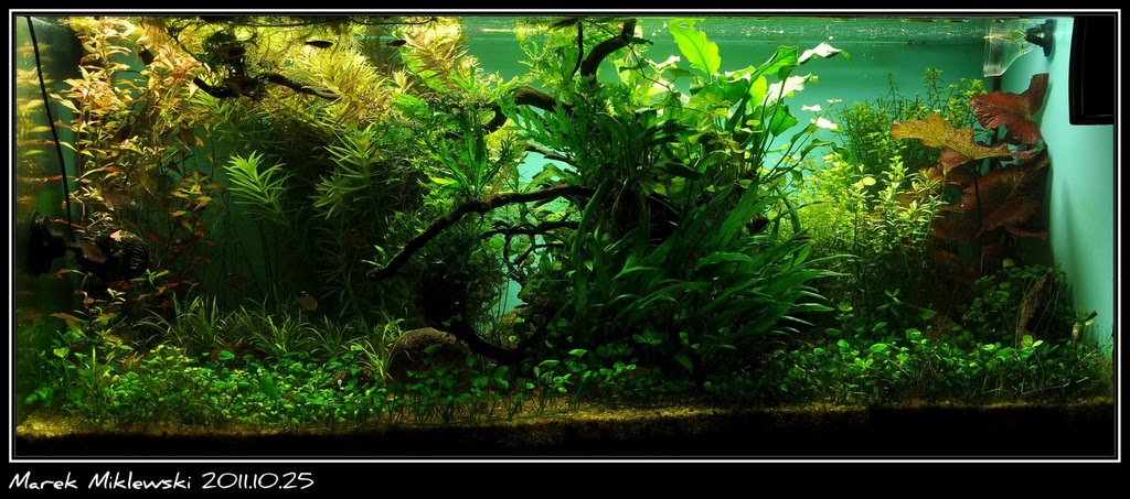 2011-10-25_AKWA.jpg