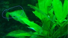 hygrophila  thailand