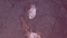 Malenkie biale żyjątka ok 0.4mm max, co to?