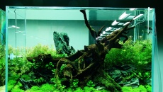 Nowy zbiornik T.Amano