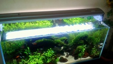 300l - Piotr Dymowski - Planted Tank