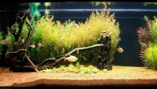 160l - Green Aquarium - Artur Żywy