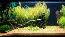 160l - Green Aquarium - Artur Żywy