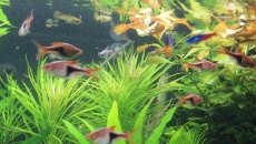 250l - Mateusz J