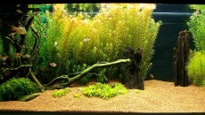 160l - Green Aquarium - Artur Żywy