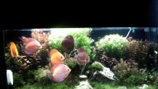 180l - Iwagumi Nature z Paletkami - Sebastian Sala