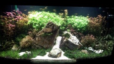 180l - Iwagumi Nature z Paletkami - Sebastian Sala