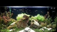 180l - Iwagumi Nature z Paletkami - Sebastian Sala