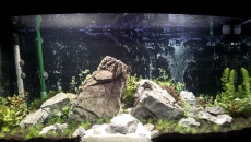 180l - Iwagumi Nature z Paletkami - Sebastian Sala