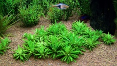 160l - Green Aquarium - Artur Żywy