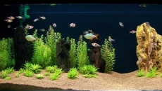 200l - Panoramic Aquarium - Artur Żywy